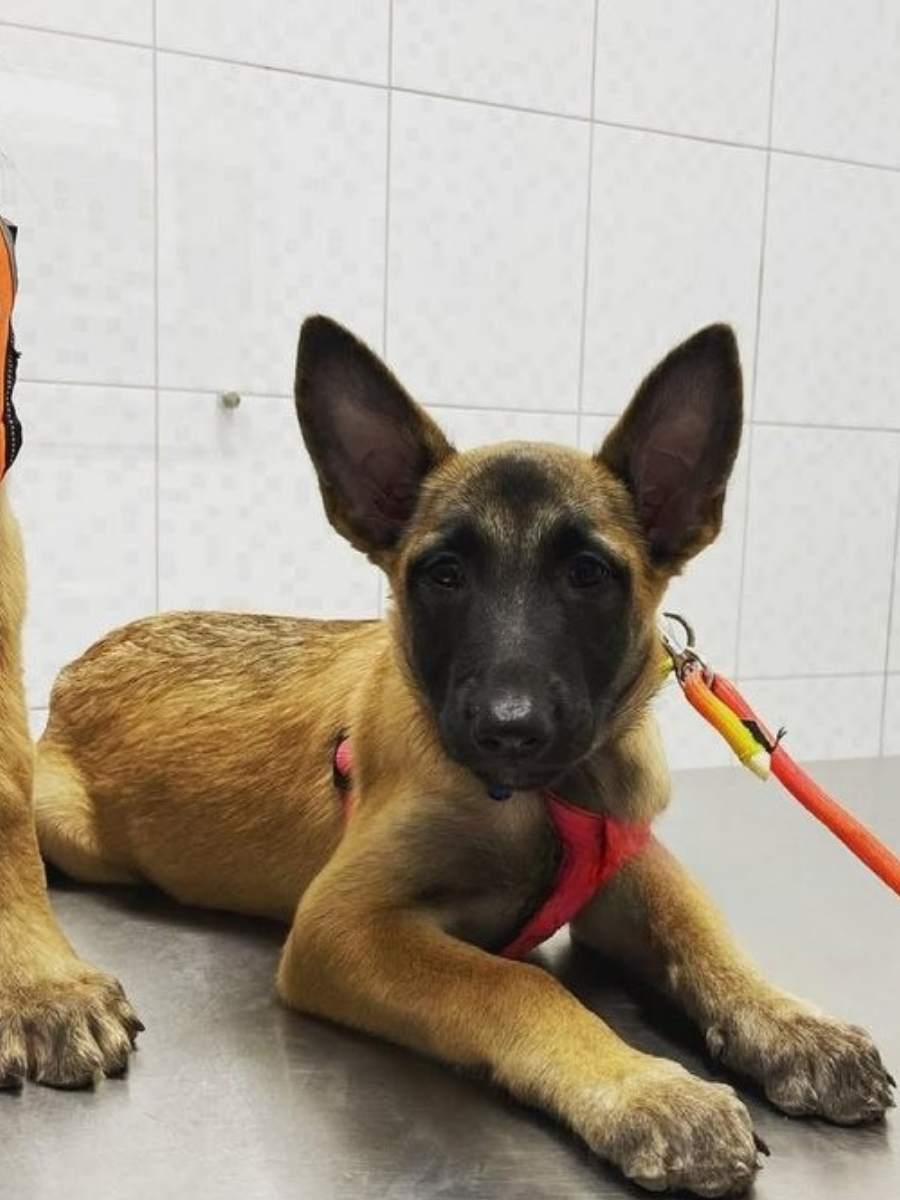 berger malinois 