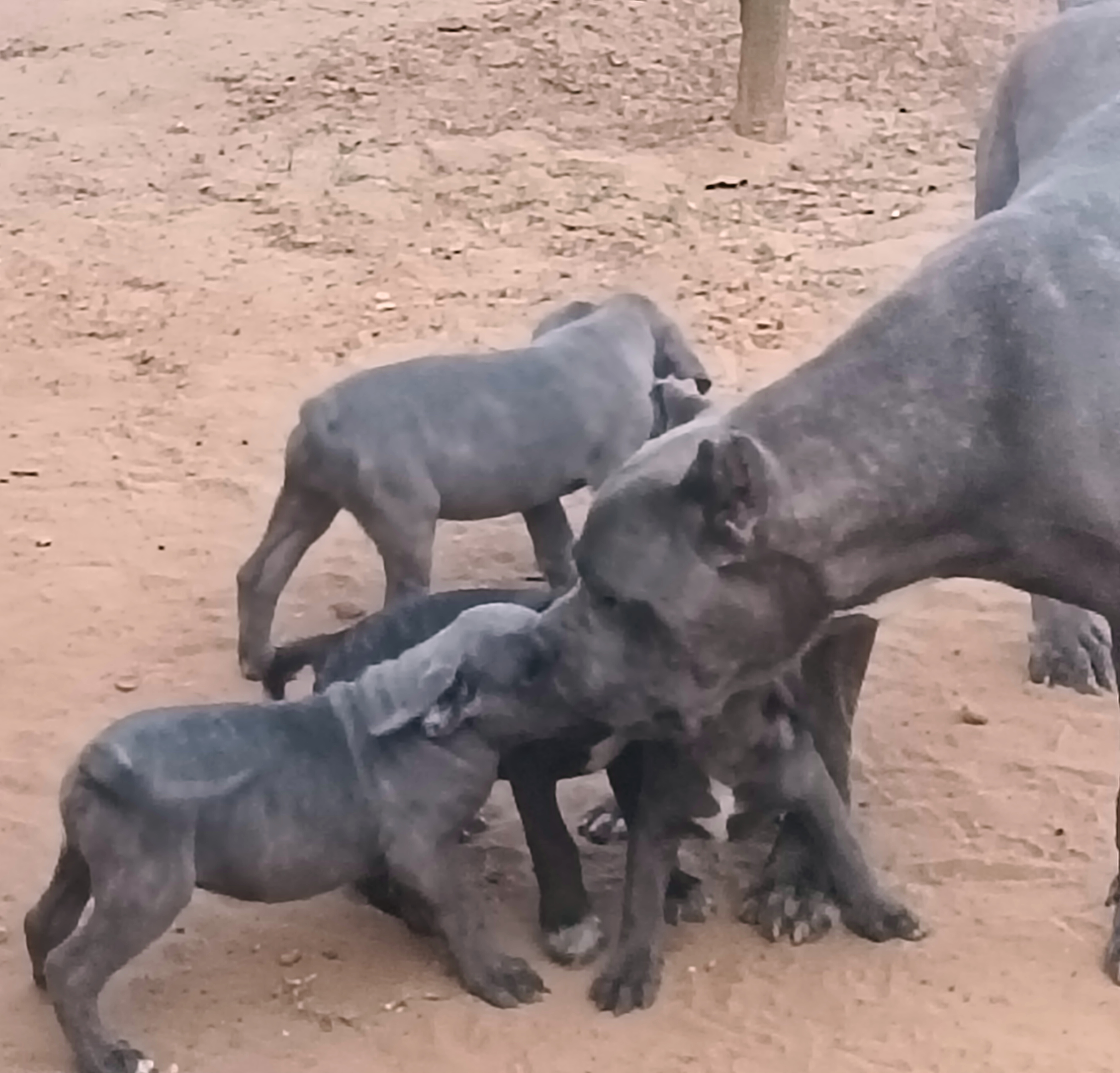 Chiots cane corso disponibles 