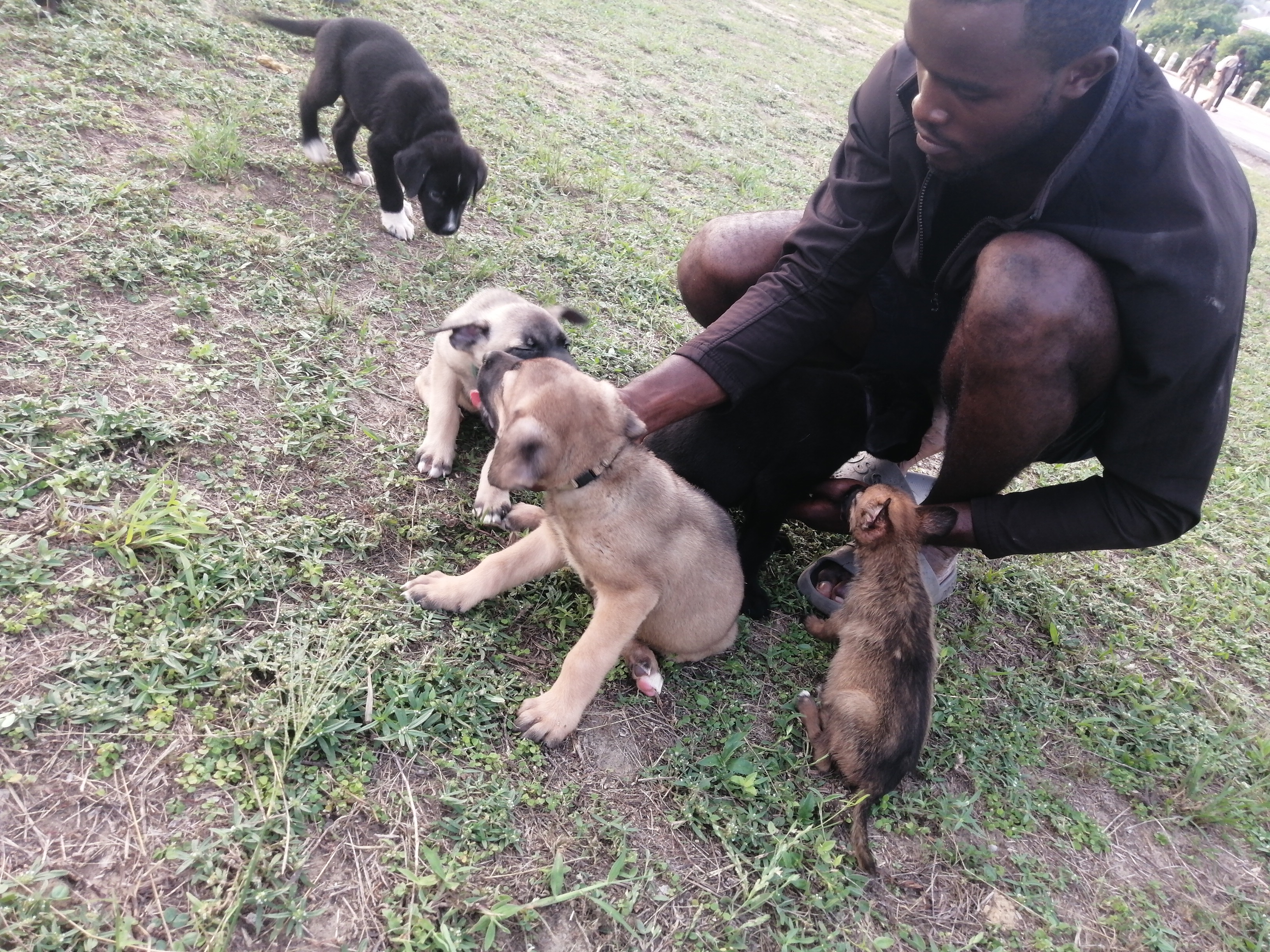 chiots de 2 mois