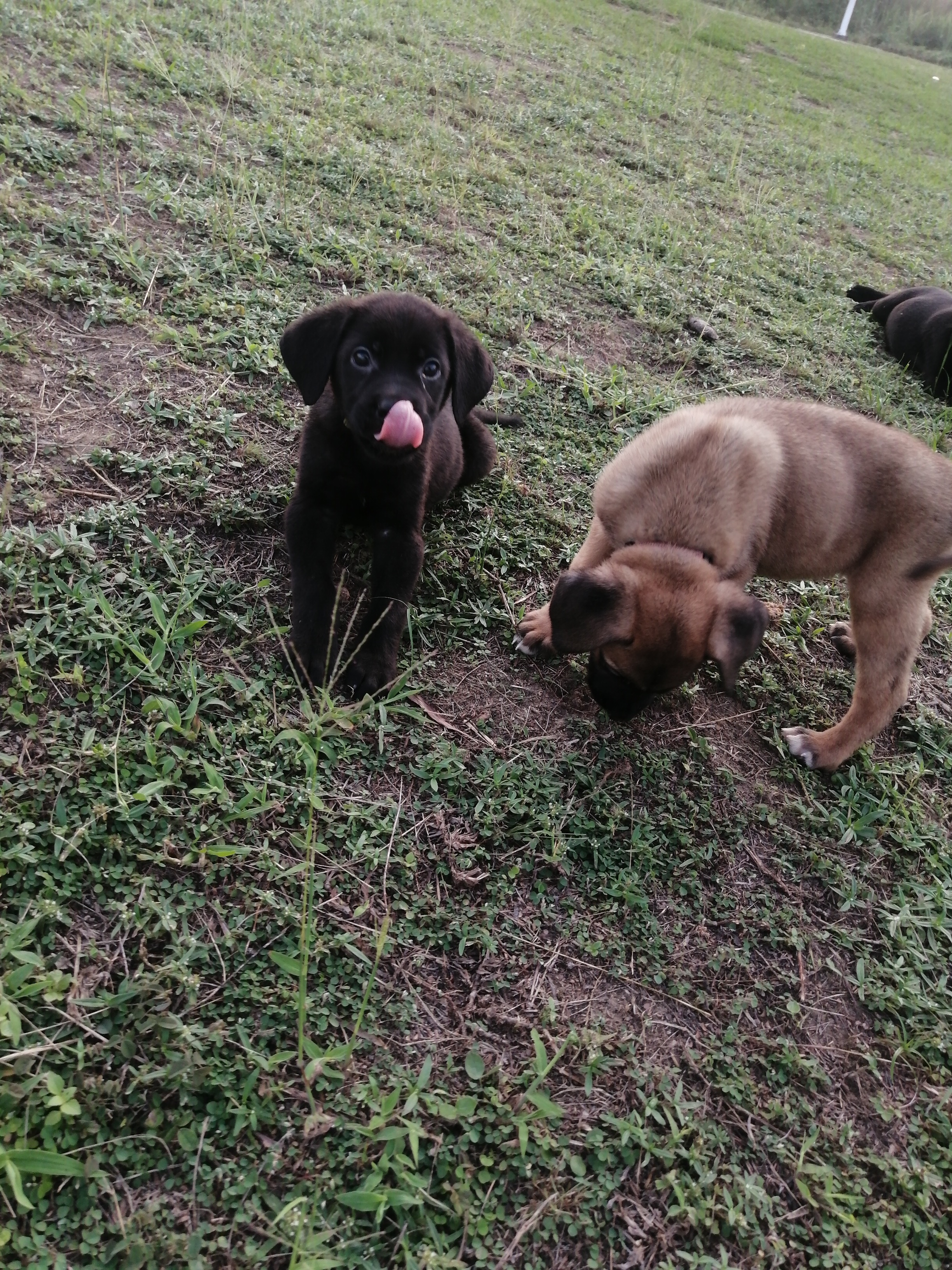 chiots de 2 mois