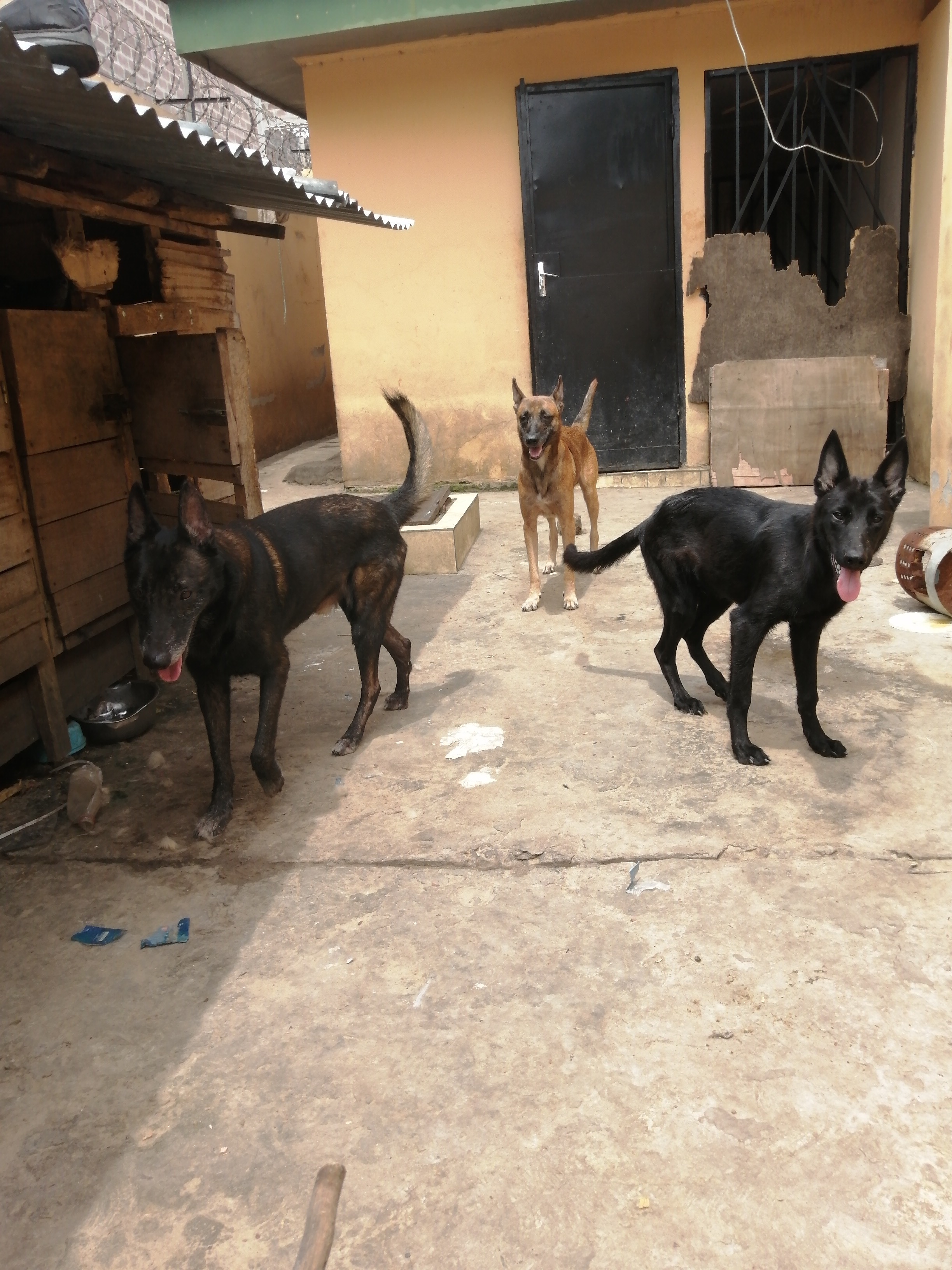 Malinois actifs 
