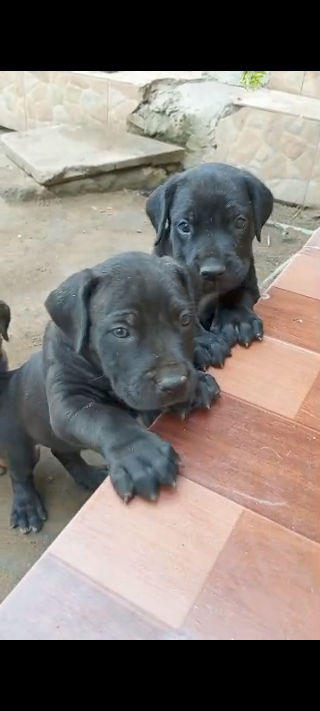 Chiots Boerboel pure race à vendre
