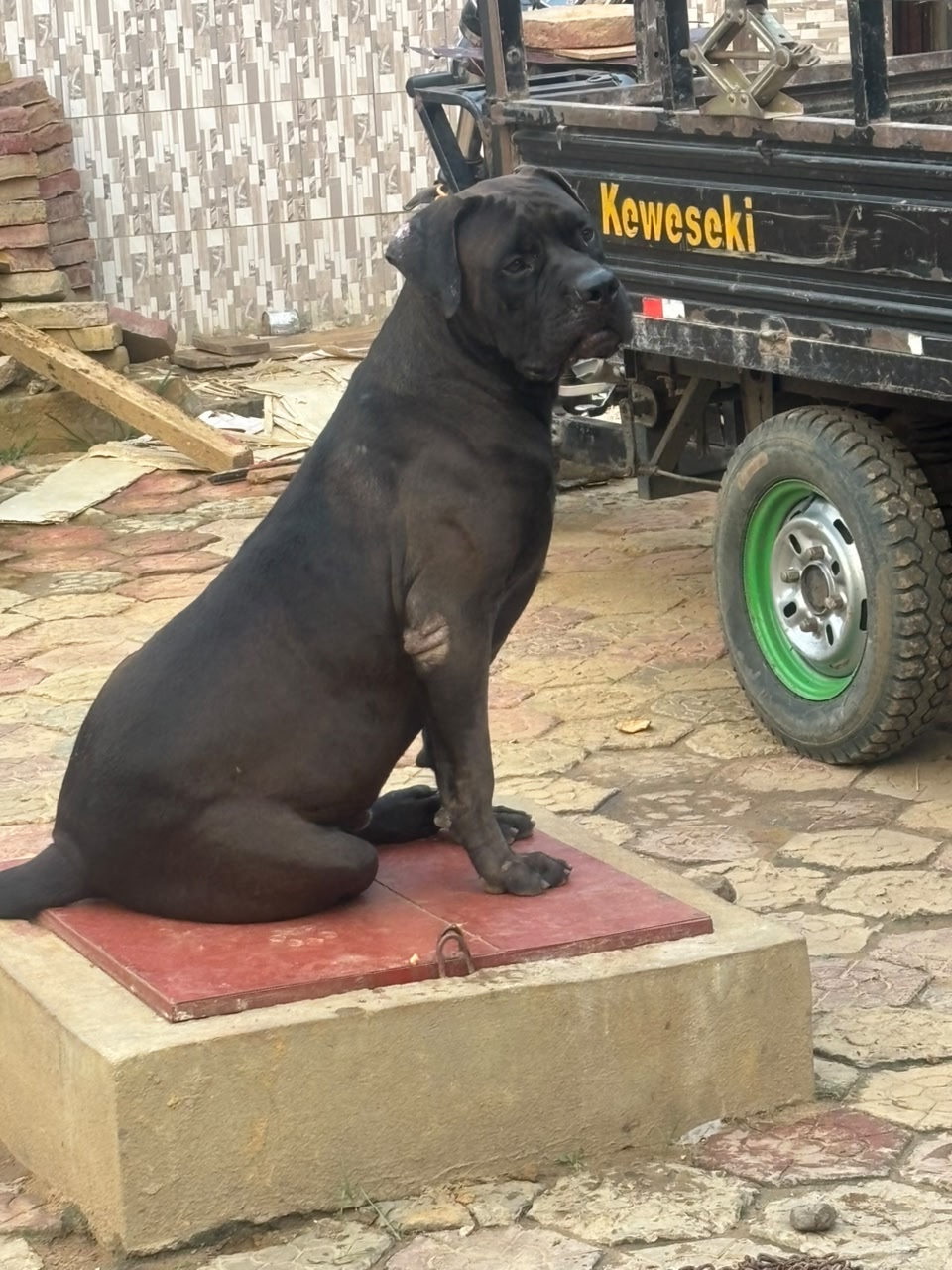 Chiot boerboel 