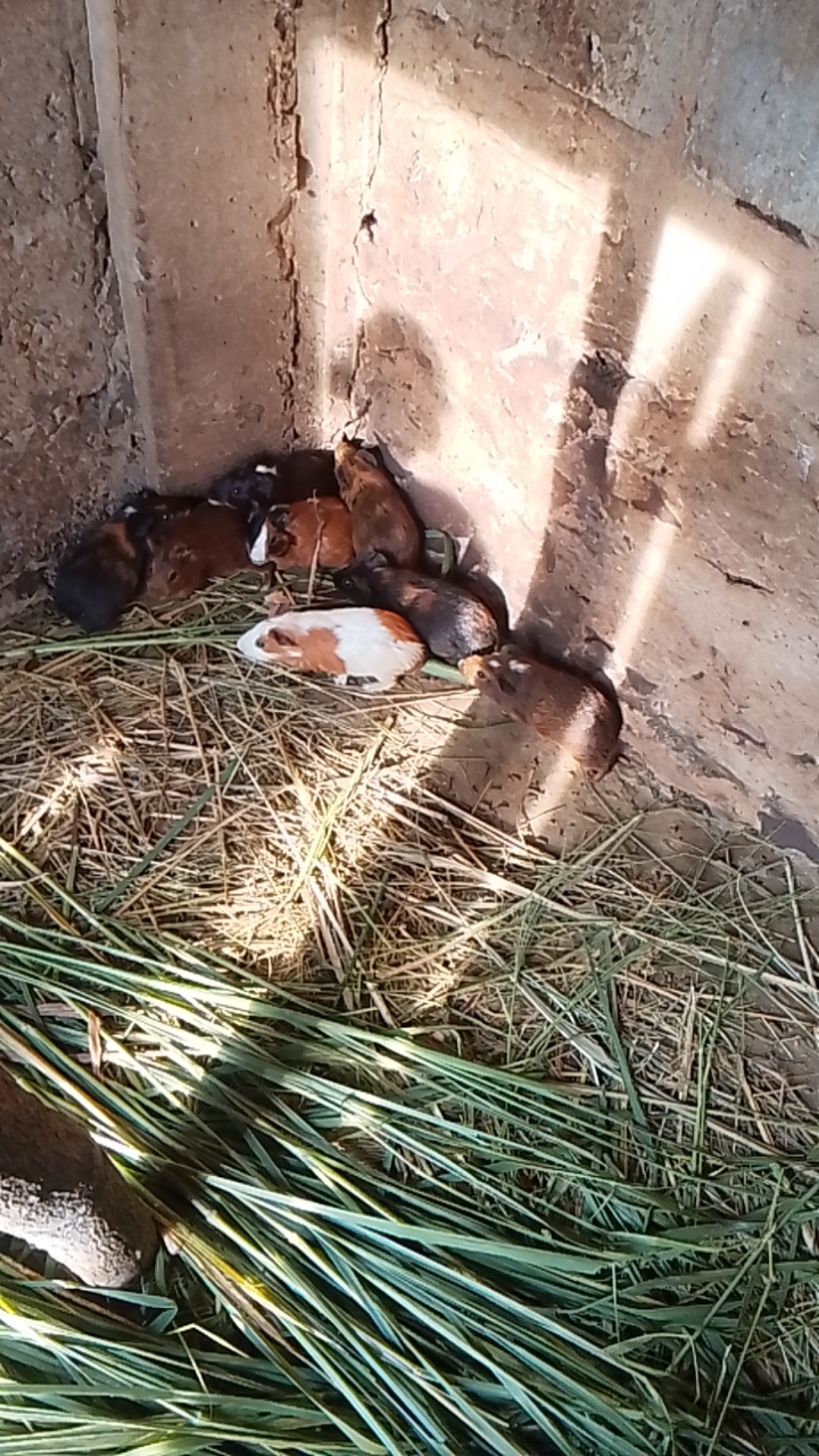 vente des cochons d'Inde cobaye